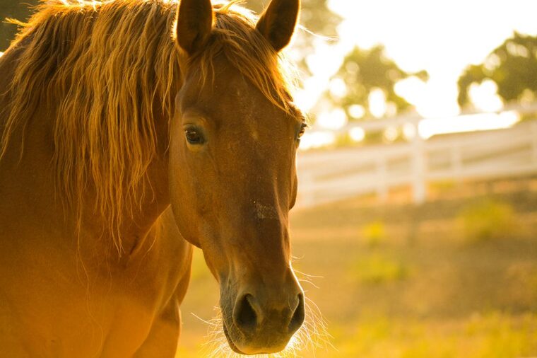 A chestnut horse with a blonde mane in golden evening light